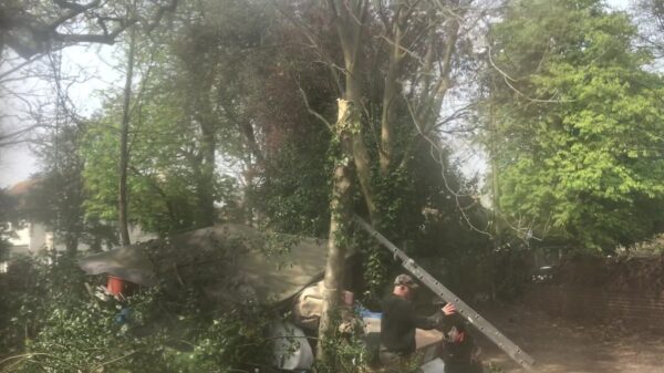 Waarom je kneuzen nooit met kettingzagen moet laten werken