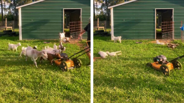 Deze flauwvallende geiten hebben het niet zo op de grasmaaier