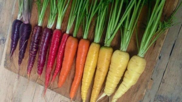 Heb je ooit wel eens zoveel perfect voedsel bij elkaar gezien?