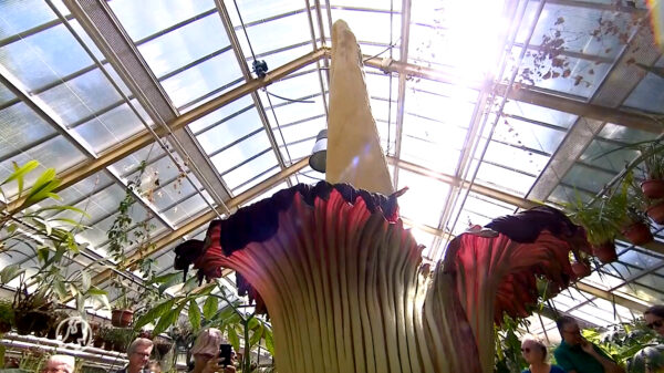 Uniek: gigantische stinkende penisplant staat voor 2e keer dit jaar in bloei!