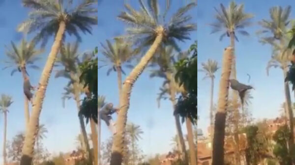 Jezelf bijna ophangen tijdens het omhakken van een palmboom