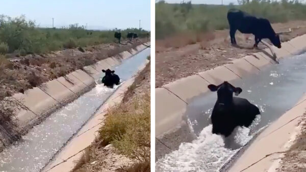 Koe blijkt dé oorzaak van het grote watertekort te zijn
