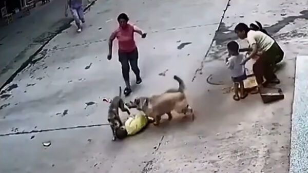 Kind wordt aangevallen door een hond maar Max komt to the rescue!