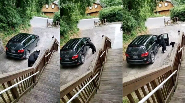 Schaamteloze bontkraagjes breken op klaarlichte dag een auto open