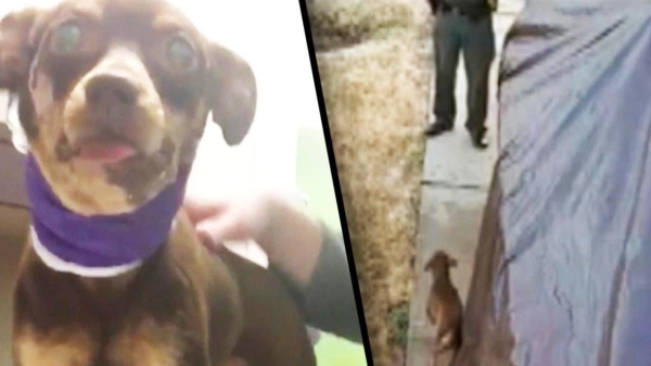 Politieagent ontslagen na het schieten op levensgevaarlijke Chihuahua uit 'zelfverdediging'