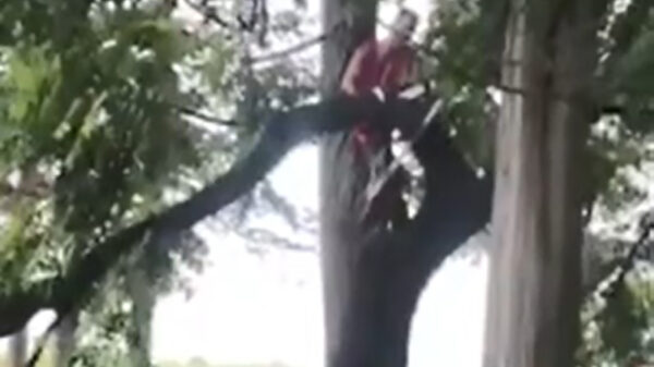 Het blijkt maar weer eens hoe gevaarlijk een kettingzaag is