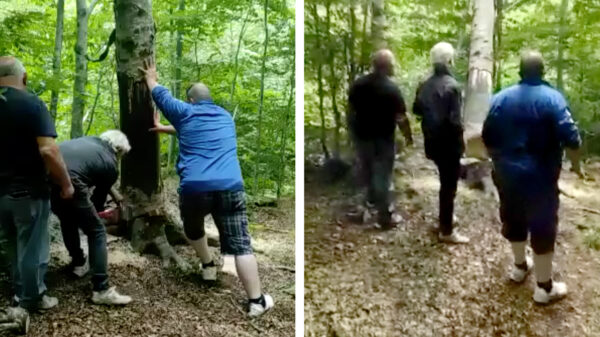 Het zoveelste bewijs dat niet iedereen zomaar een boompje omzaagt
