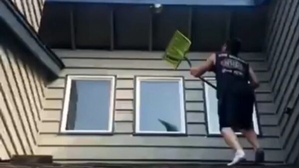 Wespennest verwijderen gaat bijna helemaal goed