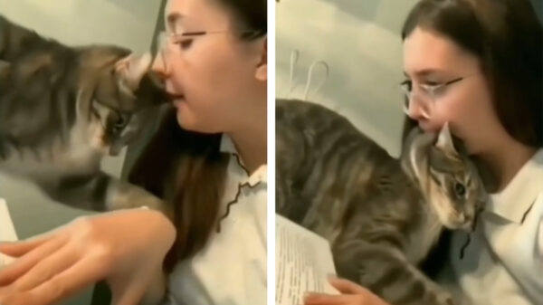 Dit is ook een manier om je dominantie te tonen