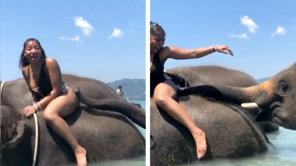 Olifant geniet van een mals stukje vlees dat hij voor zich ziet