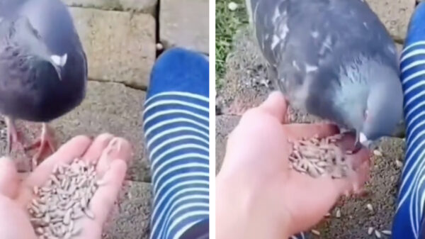 Iets te agressieve duif maakt kennis met de Franse 'haute cuisine'