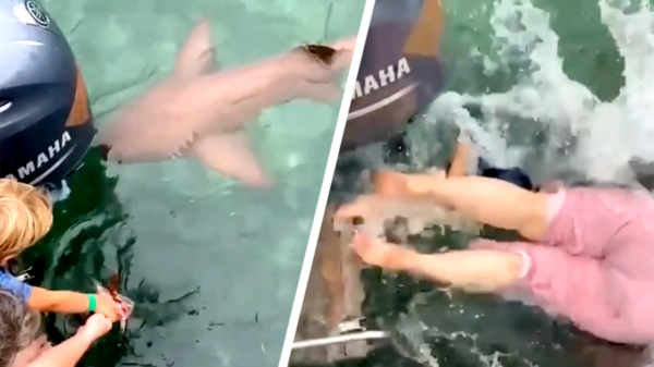 Wat kan er misgaan als je op vakantie een haai uit je hand laat eten?