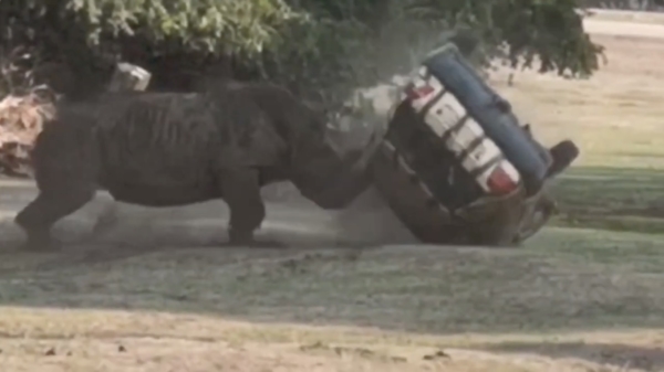 Agressieve neushoorn sloopt auto in Duits safaripark