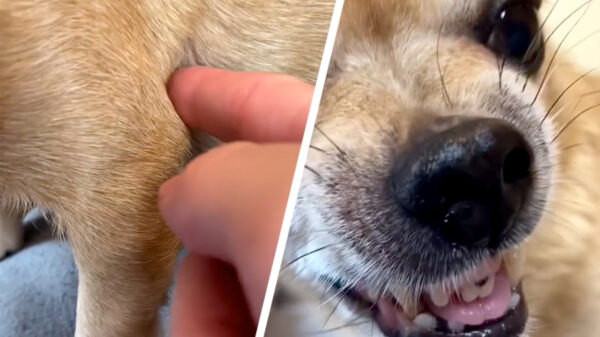 Is dit je elleboog of is dit je elleboog?