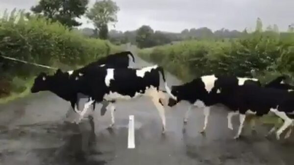 Overstekende koeien springen over 'hindernis'
