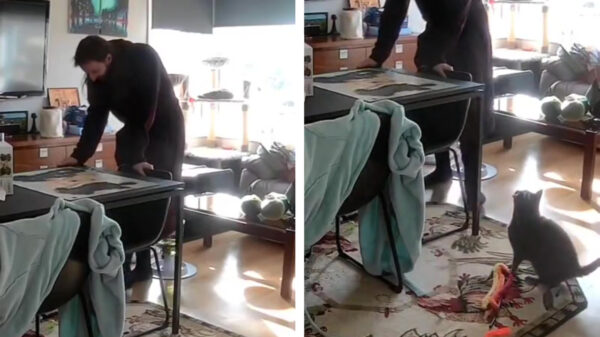 Zie je nou wel: alle katten zijn absolute klootzakjes