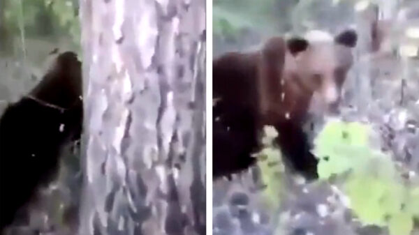 Hey leuk, een beer! Daar ga ik even achteraan lopen