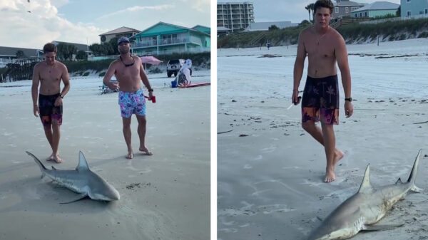 Ophef: strandgangers in Florida trekken haai het strand op en steken deze met een mes