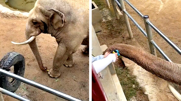 Awwww. Dombo geeft gevallen schoen terug aan koter in China