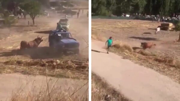 Kerel wordt aangevallen door stier, maar weet soort van 'veilig' te ontsnappen