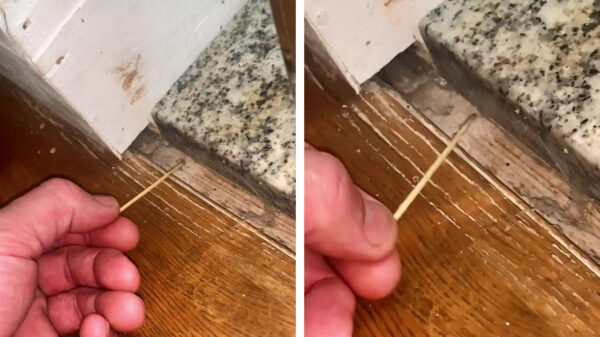 Davie Attenborough weet een behoorlijke spin uit zijn tent te lokken