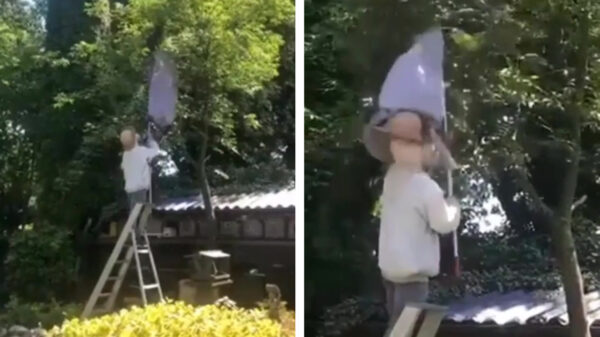 Als je je wespennest door Schele Bennie weg laat halen