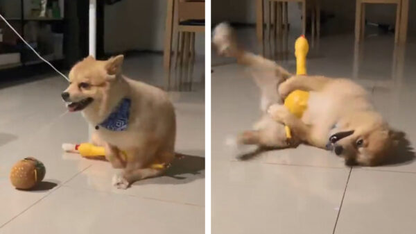 Trouwe viervoeter heeft een chickie aan de haak geslagen