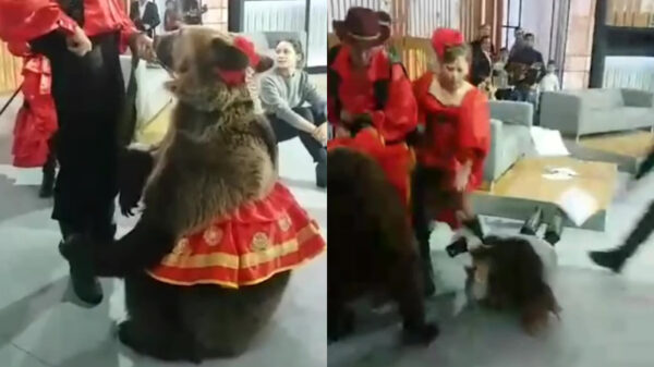 Beer in tutu heeft er genoeg van en valt toeriste aan