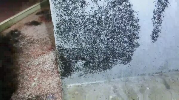 Als je huis door 100 miljoenmiljard termieten wordt aangevallen zit er maar één ding op: vuur!