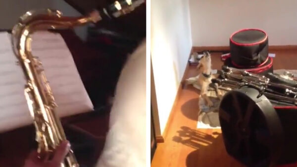 Saxofonist komt erachter dat 'ie een knap muzikale hond heeft