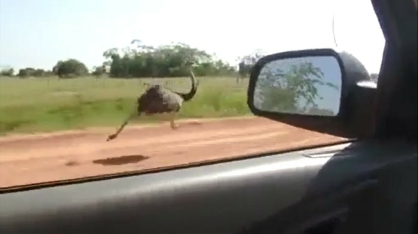 Miep, miep, zoef: struisvogel doet een Roadrunnertje