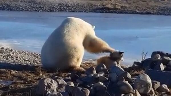 Gewoon een ijsbeer die zijn huisdier aait