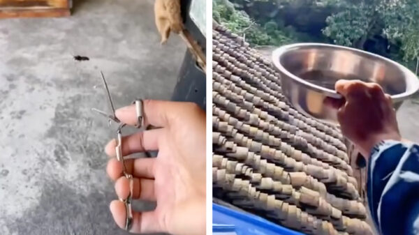 Imker beschermt zijn bijennest tegen een groepje vijandige hoornaars