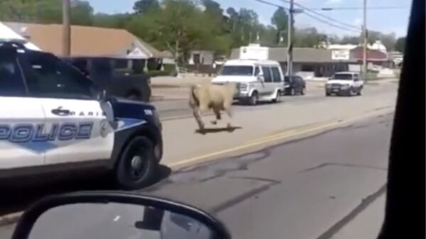 Ontsnapte stier heeft een hekel aan één bepaalde voorbijganger