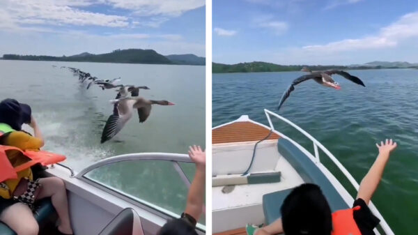 Varen naast een kudde vliegende ganzen is best indrukwekkend