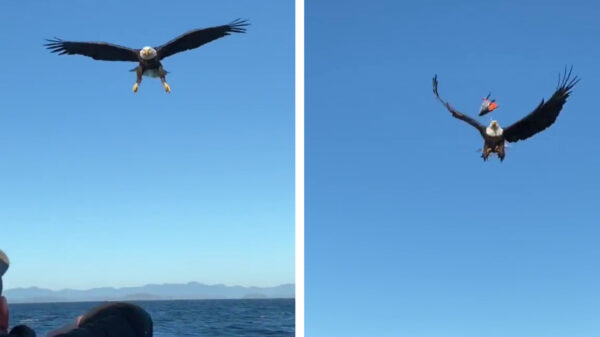 Dit is de meest majestueuze vangst aller tijden