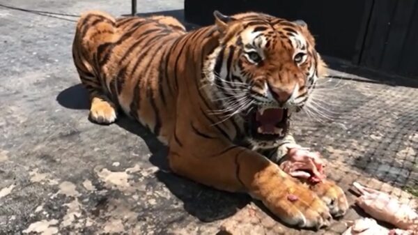 Tijger laat zijn motor stationair lopen tijdens het eten