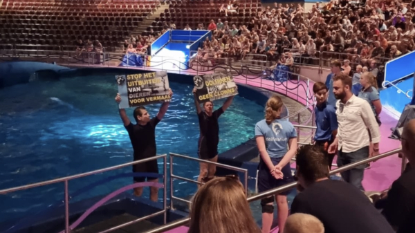 Actievoerders 'Vegan Strike Group' opgepakt na verstoren dolfijnenshow in Harderwijk