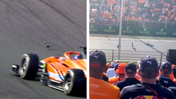 Afgelopen weekend is op het circuit van Zandvoort ook een Chuck Norris-duif gespot