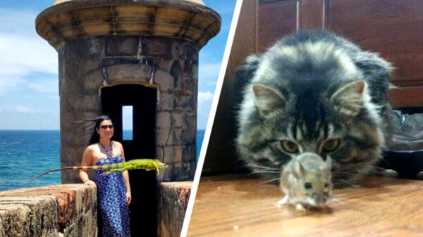 Het is tijd voor een lading van 49 perfect getimede foto's