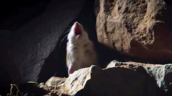 Het bewijs dat de sprinkhaanmuis de hardste baas van het dierenrijk is