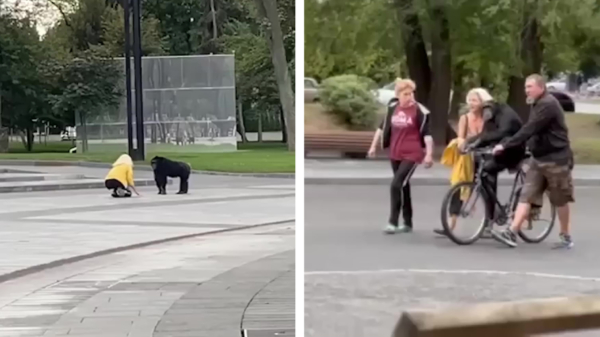Ontsnapte chimpansee op fiets weer teruggebracht naar de Kharkiv Zoo in Oekraïne