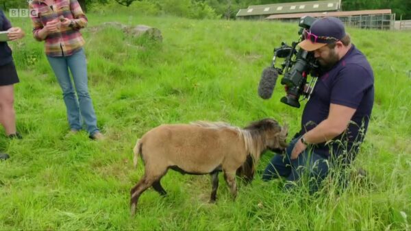 BBC-cameraman praat dankzij beukende bok ineens 2 oktaafjes hoger