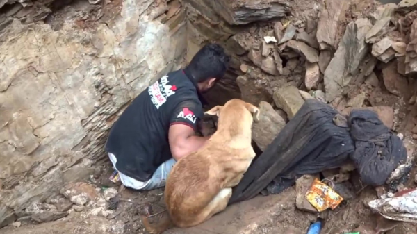 Feelgood: moederhond helpt reddingswerkers met graven naar onder puin bedolven pups