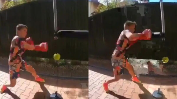 Bokskoter heeft een stelletje verdomd snelle reflexen