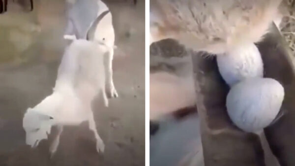 Is dit toevallig de geitenvariant van een koe bij de hoorns vatten?