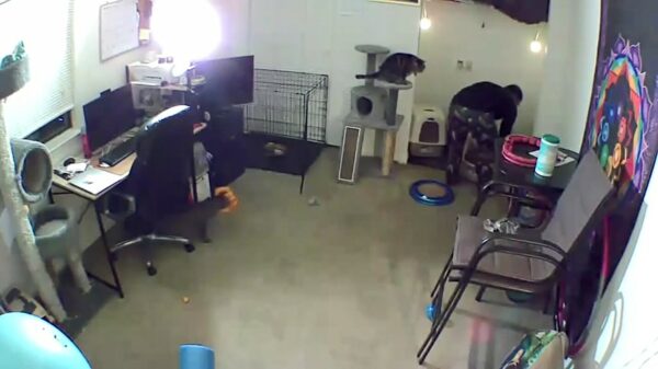 Laffe aanval van agressieve kattenkop met beveiligingscamera vastgelegd