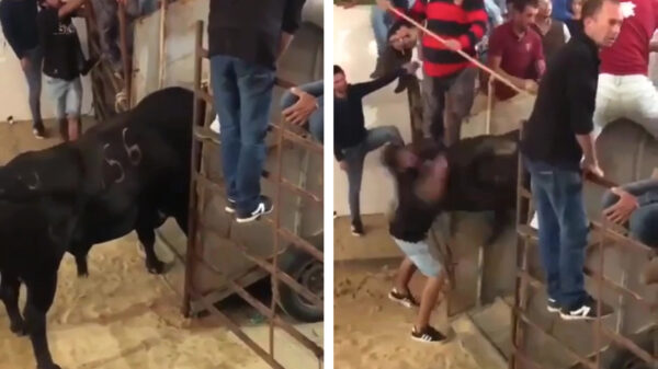 Wraak nemende stieren blijven de allerlekkerste vorm van karma