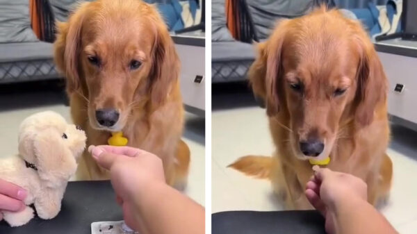 Lifehack: zo neemt je hond zonder problemen zijn medicijnen in