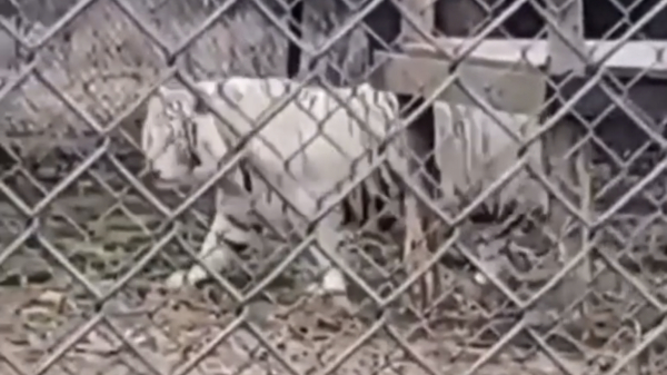 Wat kan er in godsnaam fout gaan als je een witte tijger filmt?